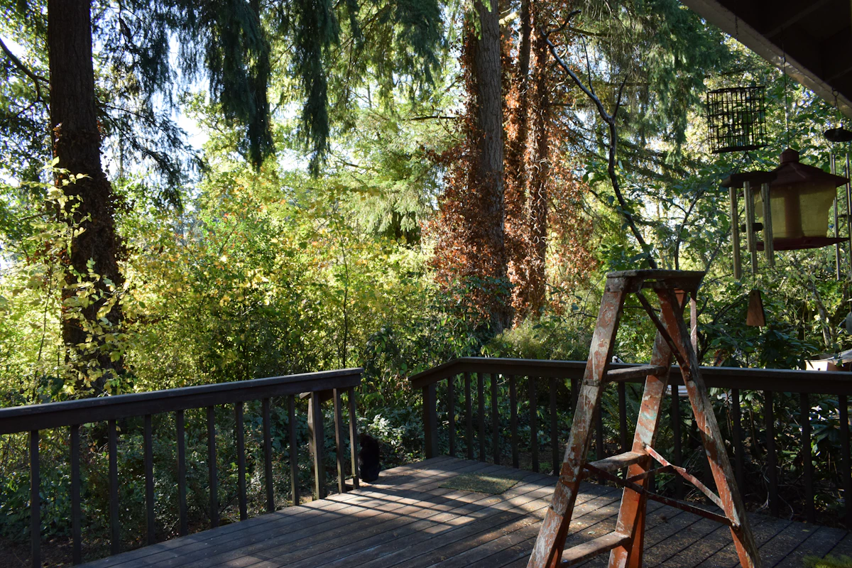 Beautiful wood deck surrounded by lush green trees and foliage in Land O Lakes FL