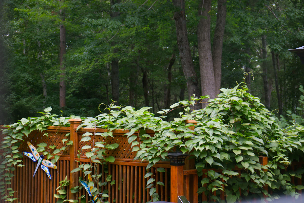 Deck Railing with Green Vines in Spring Hill FL Green vines growing over a wooden deck railing in Spring Hill FL